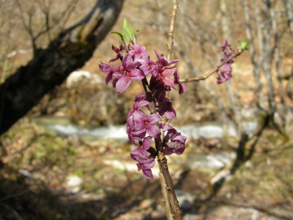 Daphne mezereum